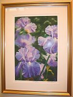 Iris - by Jackie Peterson